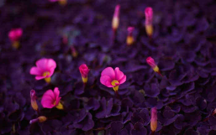 ピンクの小さな花、紫色の葉 壁紙 ピクチャー