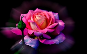 ピンクの花、露、芽をバラ HDの壁紙