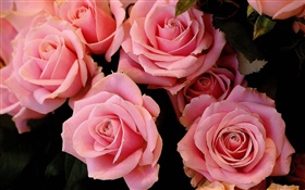 ピンクの花、バラの花びら