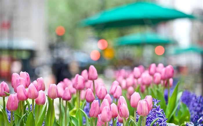 ピンクのチューリップの花、青ヒヤシンス、春、ボケ味 壁紙 ピクチャー