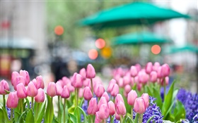 ピンクのチューリップの花、青ヒヤシンス、春、ボケ味 HDの壁紙