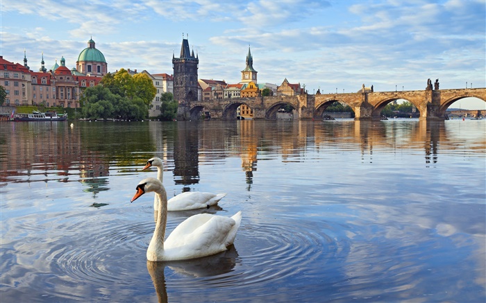 プラハ、チェコ共和国、カレル橋、家、ヴルタヴァ川、白鳥 壁紙 ピクチャー