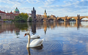 プラハ、チェコ共和国、カレル橋、家、ヴルタヴァ川、白鳥 HDの壁紙