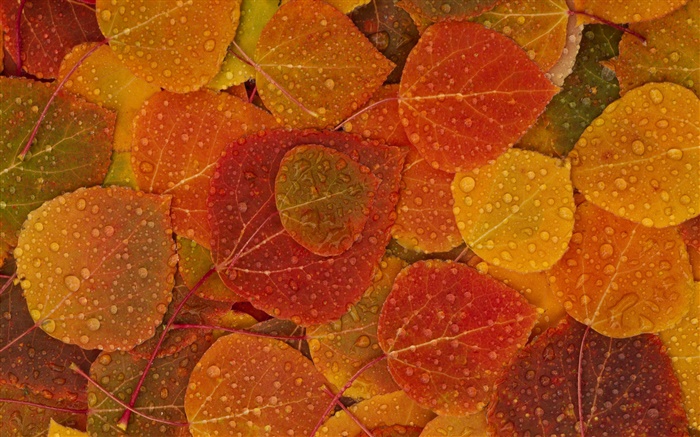 赤黄色の葉、秋、水滴 壁紙 ピクチャー