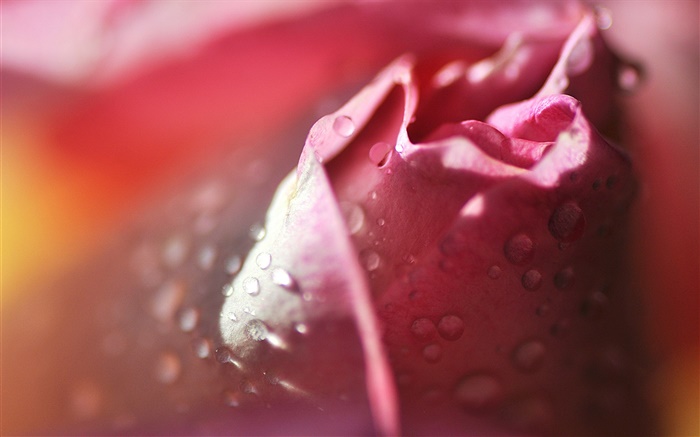 マクロ撮影、花びら、ピンク、水滴ローズ 壁紙 ピクチャー