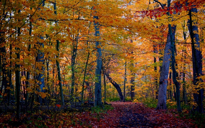トレイル、森、木、秋、黄色の葉 壁紙 ピクチャー