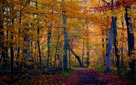 トレイル、森、木、秋、黄色の葉 HDの壁紙
