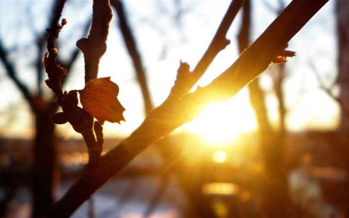 木、枝、葉、日没、太陽の光、グレア、秋 壁紙 ピクチャー