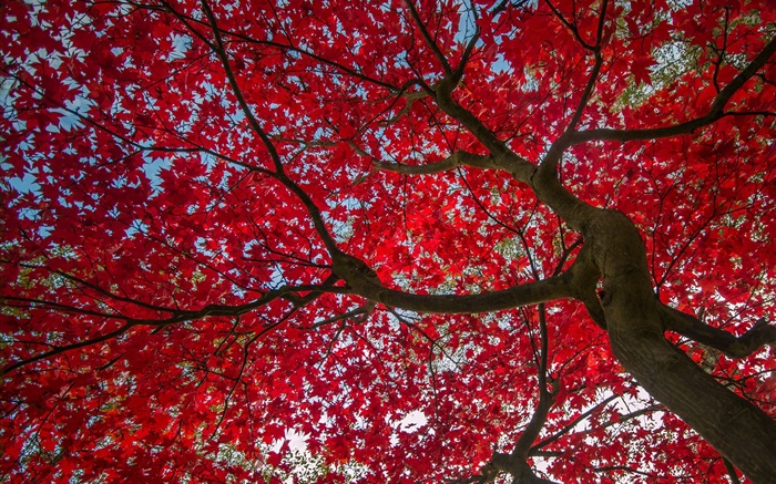 ツリー、紅葉、秋、空 壁紙 ピクチャー