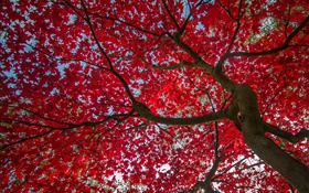 ツリー、紅葉、秋、空 HDの壁紙