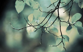 小枝、葉、ボケ味 HDの壁紙
