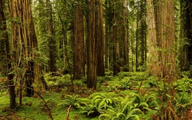 アメリカ、カリフォルニア州、レッドウッド国立公園、森林、木 HDの壁紙