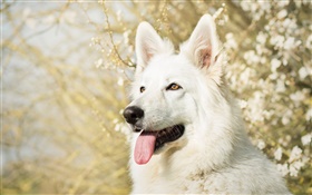 ホワイトスイスシェパード犬