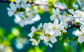 白いリンゴの花、春、日当たりの良いです HDの壁紙