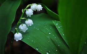白い花、緑の葉、水滴