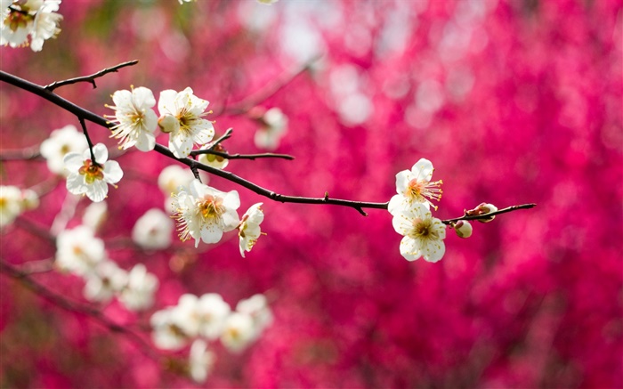 白い梅の花が咲く、小枝、春、赤、背景 壁紙 ピクチャー