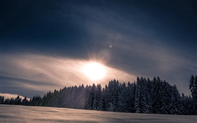 冬、雪、森、木、日没 HDの壁紙