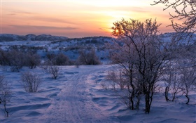冬、雪、木、夕日、道路 HDの壁紙