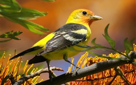 黄黒の羽の鳥、くちばし、枝、葉 HDの壁紙