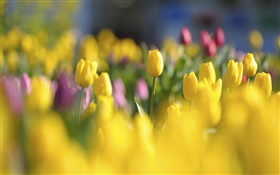 黄色のチューリップ、花、春、ぼかし HDの壁紙