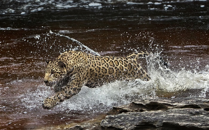アマゾニア川、捕食者、水中でのジャガーランニング 壁紙 ピクチャー