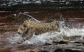 アマゾニア川、捕食者、水中でのジャガーランニング HDの壁紙