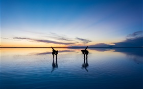 美しい自然、ウユニ塩湖、人々のダンス、日没、日本 HDの壁紙