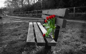 黒と白の写真、ベンチ、赤いチューリップの花 HDの壁紙