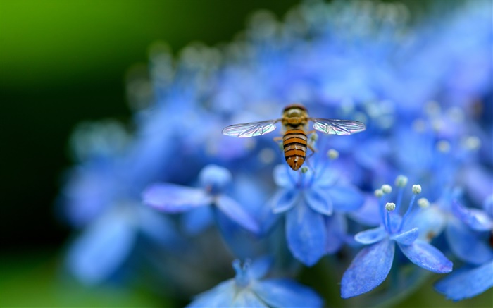 青色のアジサイの花、昆虫、蜂 壁紙 ピクチャー