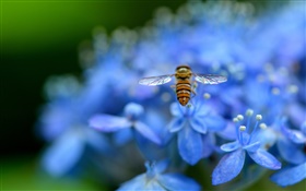 青色のアジサイの花、昆虫、蜂 HDの壁紙