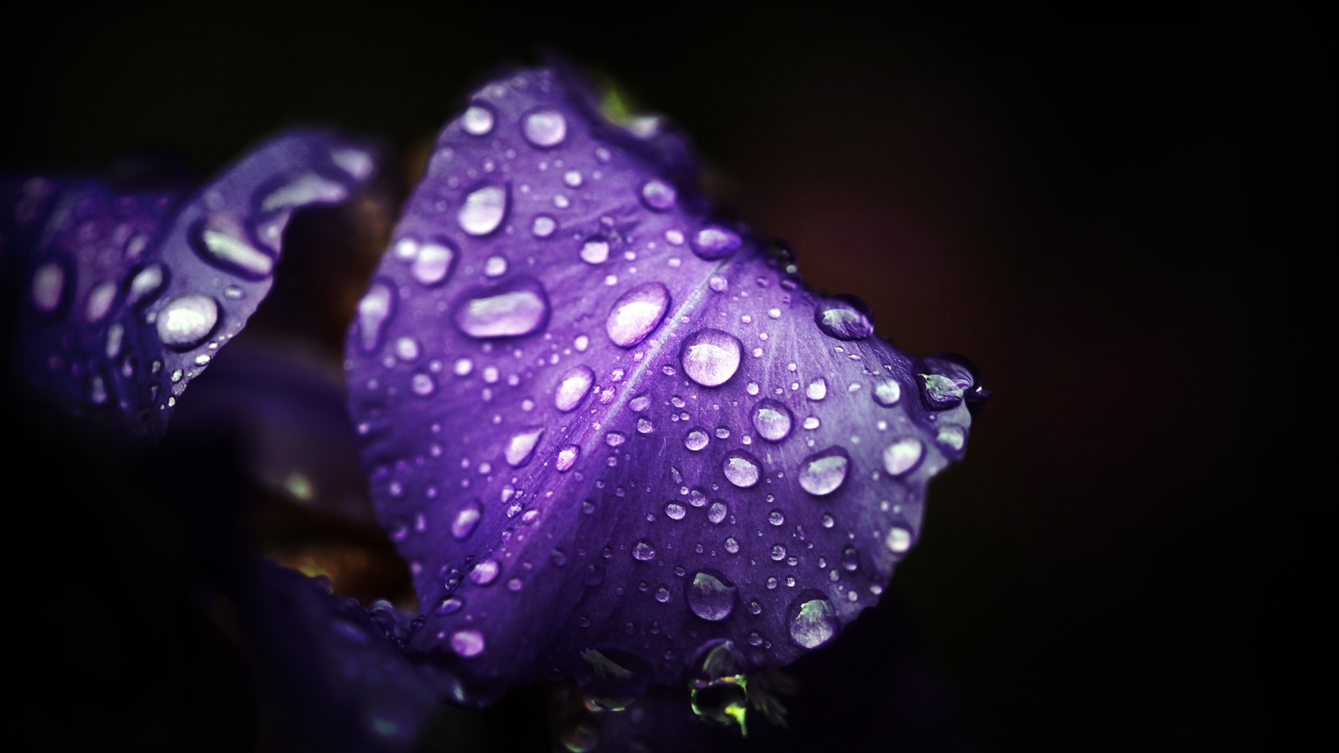 青紫色の花 花びら 水滴 黒の背景 デスクトップの壁紙 1920x1080 壁紙をダウンロード Ja Hdwall365 Com