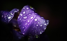 青紫色の花、花びら、水滴、黒の背景