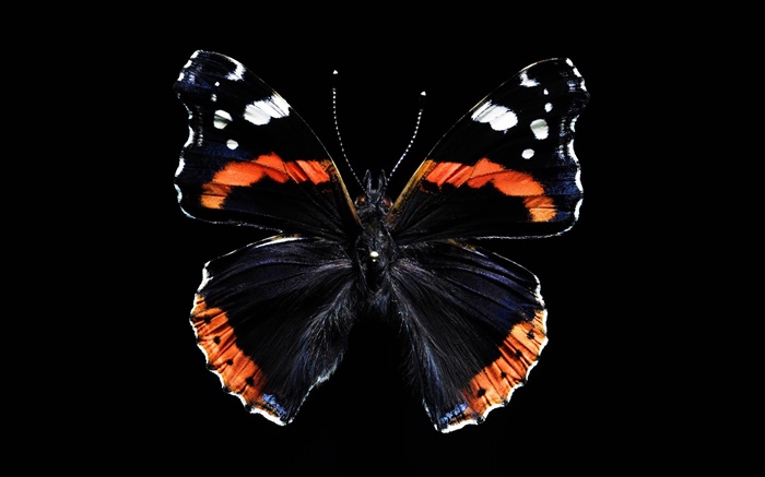 蝶の美しい羽、黒の背景 壁紙 ピクチャー