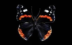 蝶の美しい羽、黒の背景 HDの壁紙