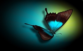 蝶クローズアップ、青、黒、ライト HDの壁紙