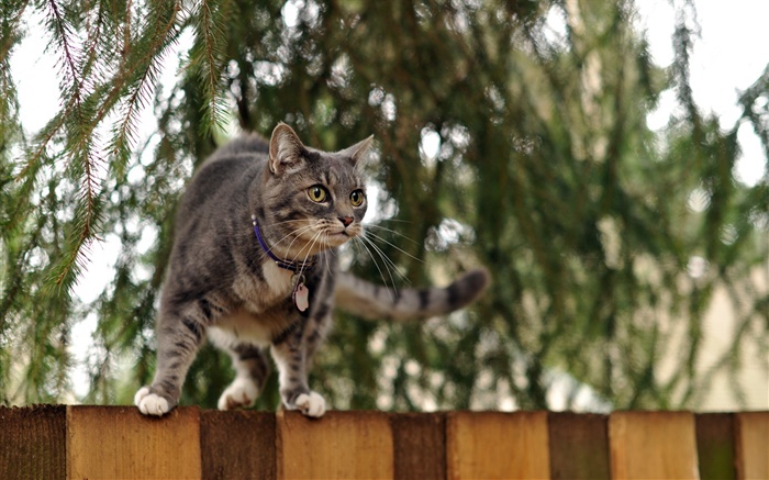 フェンスのトップに立っ猫、ボケ味 壁紙 ピクチャー