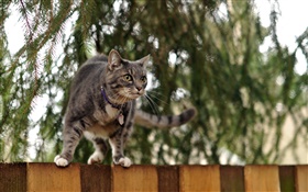 フェンスのトップに立っ猫、ボケ味 HDの壁紙