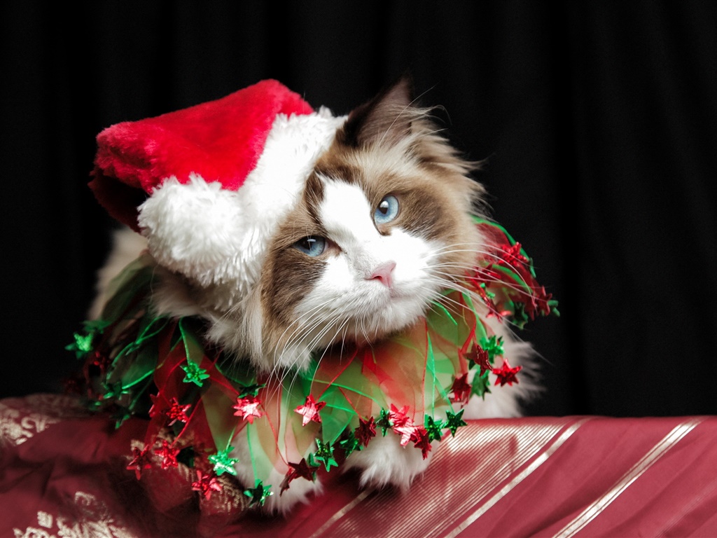 クリスマスの猫 帽子 デスクトップの壁紙 1024x768 壁紙をダウンロード Ja Hdwall365 Com