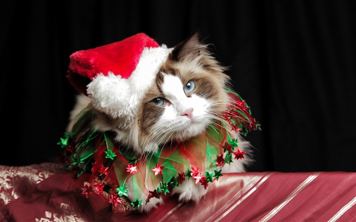 クリスマスの猫、帽子 壁紙 ピクチャー