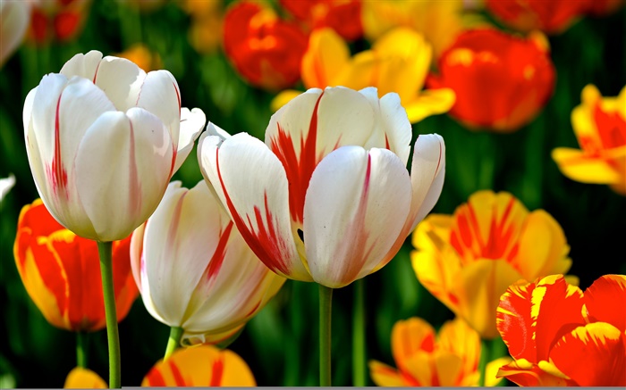 カラフルな花びら、白、赤、オレンジ、チューリップ、花 壁紙 ピクチャー