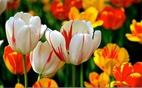 カラフルな花びら、白、赤、オレンジ、チューリップ、花