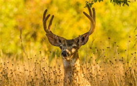 草の中に鹿、ホーン、秋 HDの壁紙
