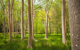 森、木、草、夏 HDの壁紙