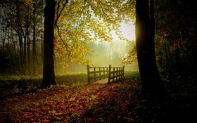 森、木、葉、パス、橋、日光、霧 HDの壁紙