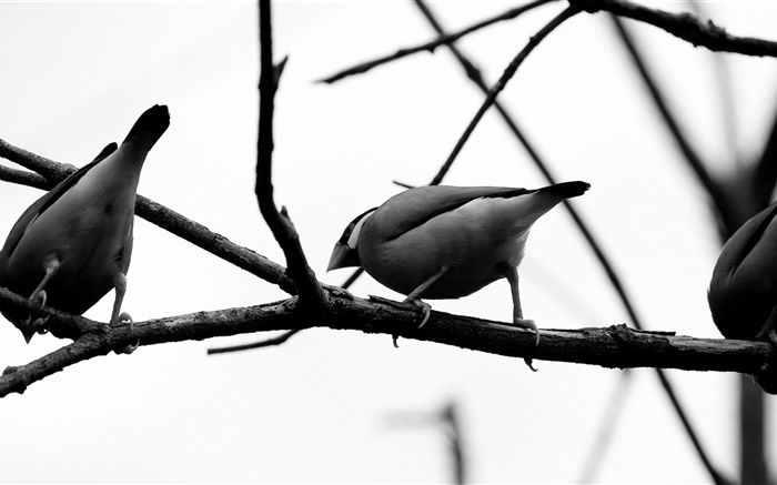 灰色の鳥、木の枝 壁紙 ピクチャー