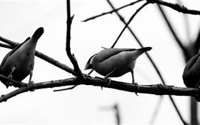 灰色の鳥、木の枝 HDの壁紙