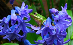 ヒヤシンス、青花、木のカエル