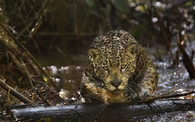 ジャガークローズアップ、捕食者、アマゾニア HDの壁紙