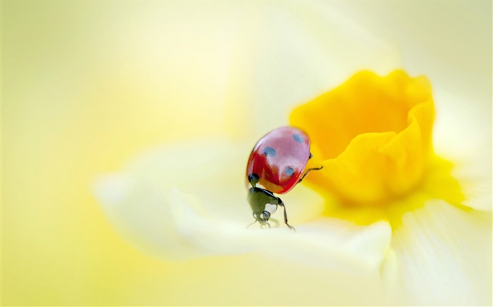 てんとう虫、昆虫、黄色の花、花弁 壁紙 ピクチャー