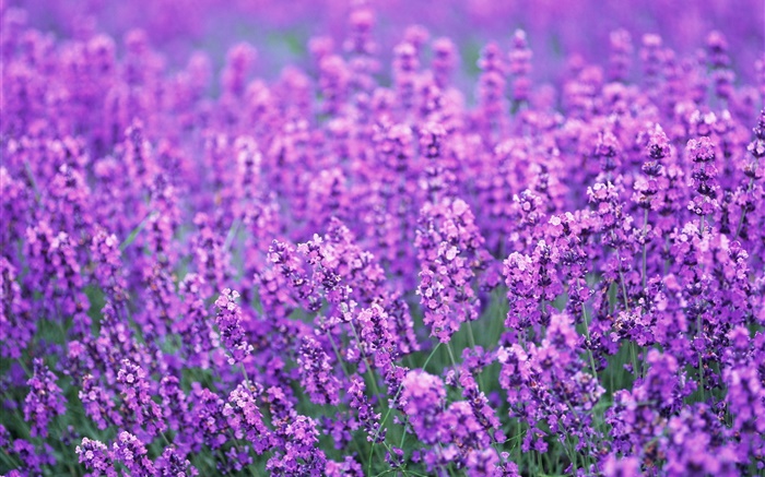ラベンダーの花のフィールド、紫色の世界では、夏 壁紙 ピクチャー